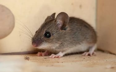 House Mouse