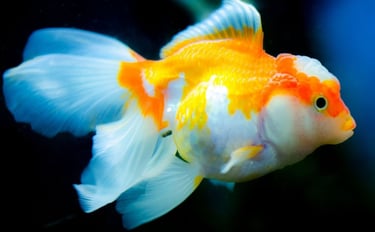 Boutique goldfish selection raised for health, integrity, and high color