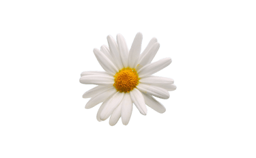 Chamomile 