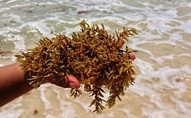 Alga de Sargazo | Insumo para elaboración de bioestimulates agrícolas