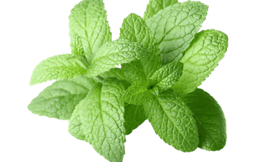 peppermint
