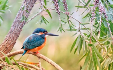 Photo Martin pecheur - libérer le corps, apaiser le système nerveux