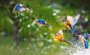 Photo martin pecheur: libérer le coeur, le passé, reprendre confiance en soi