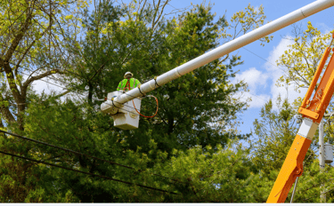tree cutting service in hampton, virginia