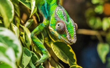 iguana