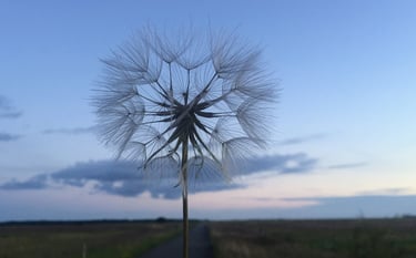 A delicate dandelion seed head against a twilight sky, symbolizing fragility and transformation.