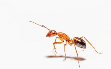 ANTS PEST CONTROL SERVICE