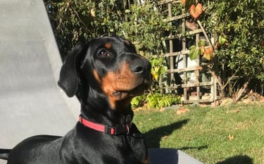Click for information on house sitting pet care services in Milton Keynes