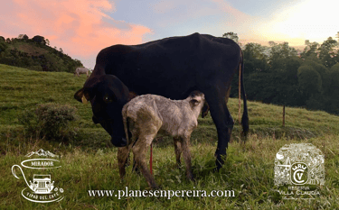 fincas con animales para niños en pereira