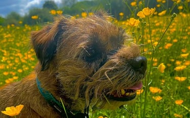 Click for information on dog walking and dog sitting services in Milton Keynes