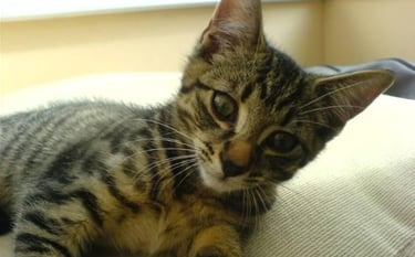Click for information on free consultations about pet sitting services in Milton Keynes