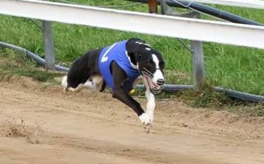 racing whippet Raspberry Ripple "Nano" kuva: Minna Leppänen