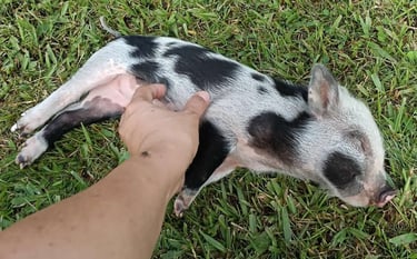 fincas cafeteras pereira