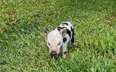 granjas en pereira para ir con niños