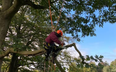 Chainsaw from rope and harness