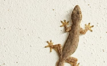 LIZARD PEST CONTROL SERVICE