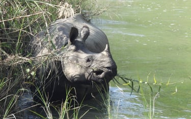 rhino eating in the bardiya river