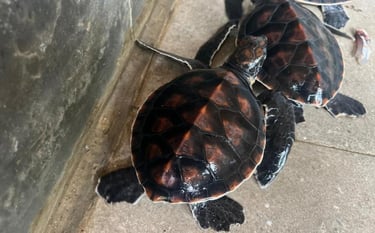 Adventure with sea turtles – a fun and educational experience for tourists in Zanzibar