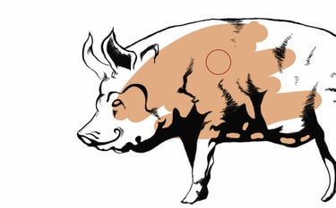 Progress of early cover for "Animal Farm"