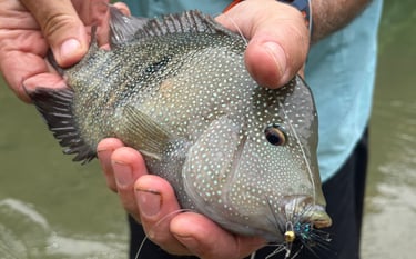 Rio Grande Cichlid