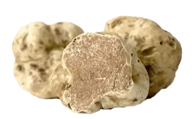TARTUFO BIANCO PREGIATO