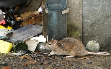 RATS A NICE QUI MANGE DANS UNE POUBELLE