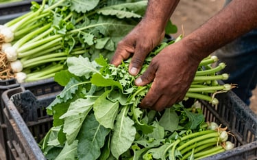 Close-up of fresh green leafy vegetables being hygienically sorted on a stainless steel industrial table. Professional hands in white gloves emphasize quality control. Clean, bright, high-contrast lighting. Brand mood of fresh reliability, featuring colors #4C7F60 and #DCE4D6.