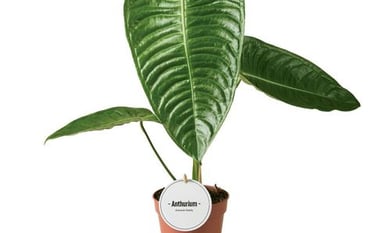 plante tropicale rare lille