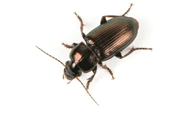 BROWN BETTEL PEST CONTROL SERVICE