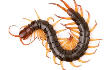 CENTIPEDE PEST CONTROL SERVICE