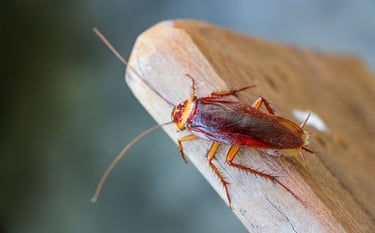 COCKROACH PEST CONTROL SERVICE