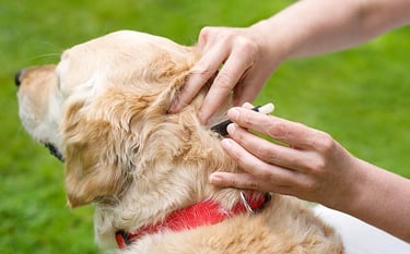 DOG TICK PEST CONTROL SERVICE