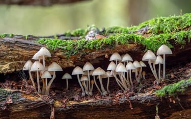 FUNGUS PEST CONTROL SERVICE