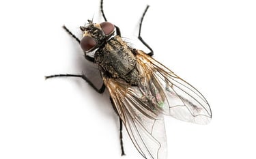 FLIES PEST CONTROL SERVICE