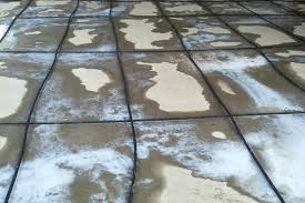 TERMITE PIPPING PEST CONTROL SERVICE