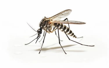 MOSQUITO PEST CONTROL SERVICE