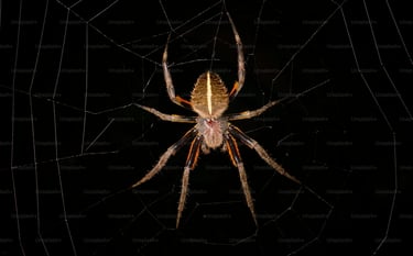 SPIDER PEST CONTROL SERVICE