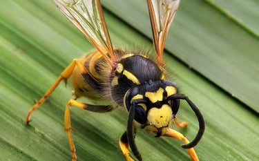 WASPS PEST CONTROL SERVICE