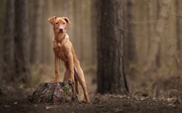 A Fox Red Labrador puppy standing on a mossy tree stump during pet photography in wakefield