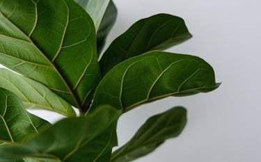 Fiddle Leaf Fig Tree