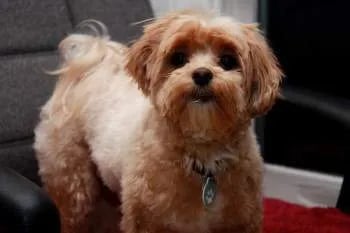 cute maltipoo-short-ears