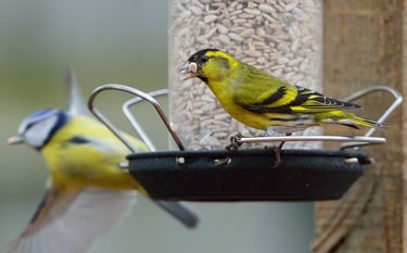 Siskin & blue tit on a bird feeder