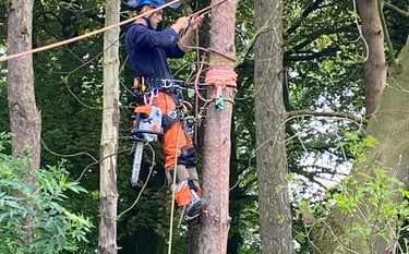 Aerial tree rigging