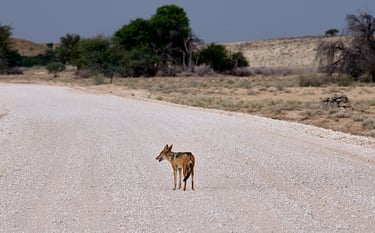 A lone side-striped jackal on a gravel path in the Kalahari