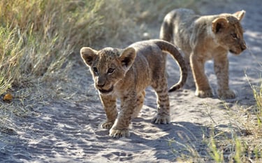 Lion cups playing in the sand, Savuti, Chobe National Park, Botswana
