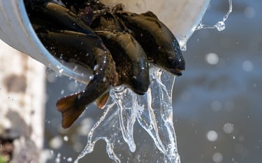 Trout being released