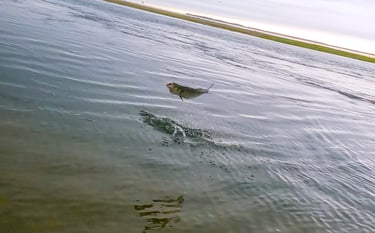 Hickory shad leaping out of the water