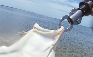 Fluke are toothy