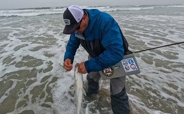 long island striped bass catch and release
