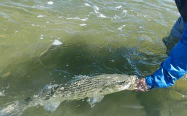 Catch and Release Striped Bass